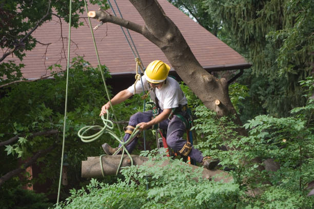 How Our Tree Care Process Works  in  Orange Lake, NY